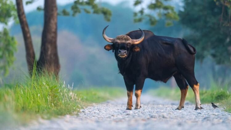 Andhra Pradesh Launches Three-Phase Reintroduction of Wild Buffaloes