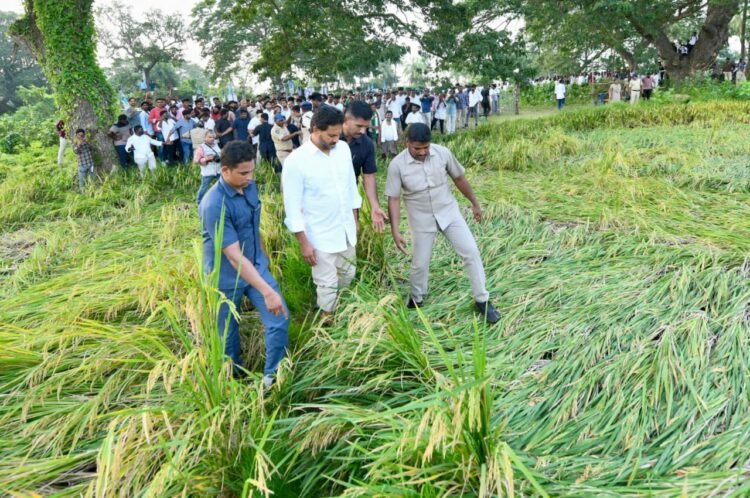 YS Jagan Mohan Reddy Stands With Farmers in Crisis: Action Over Absence