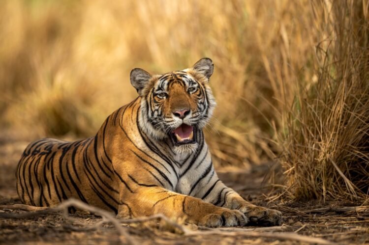Panel Recommends Tiger Reserve in Goa Amid Government Objections
