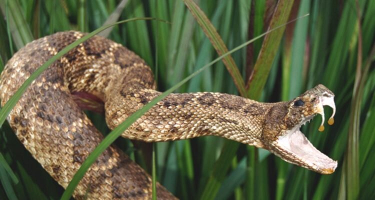 Andhra Pradesh Takes a Step Toward Human–Wildlife Coexistence