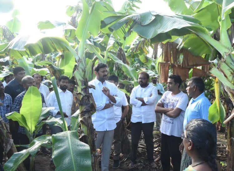 YS Avinash Reddy Demands Action as Banana Prices Crash to Record Low in Andhra Pradesh